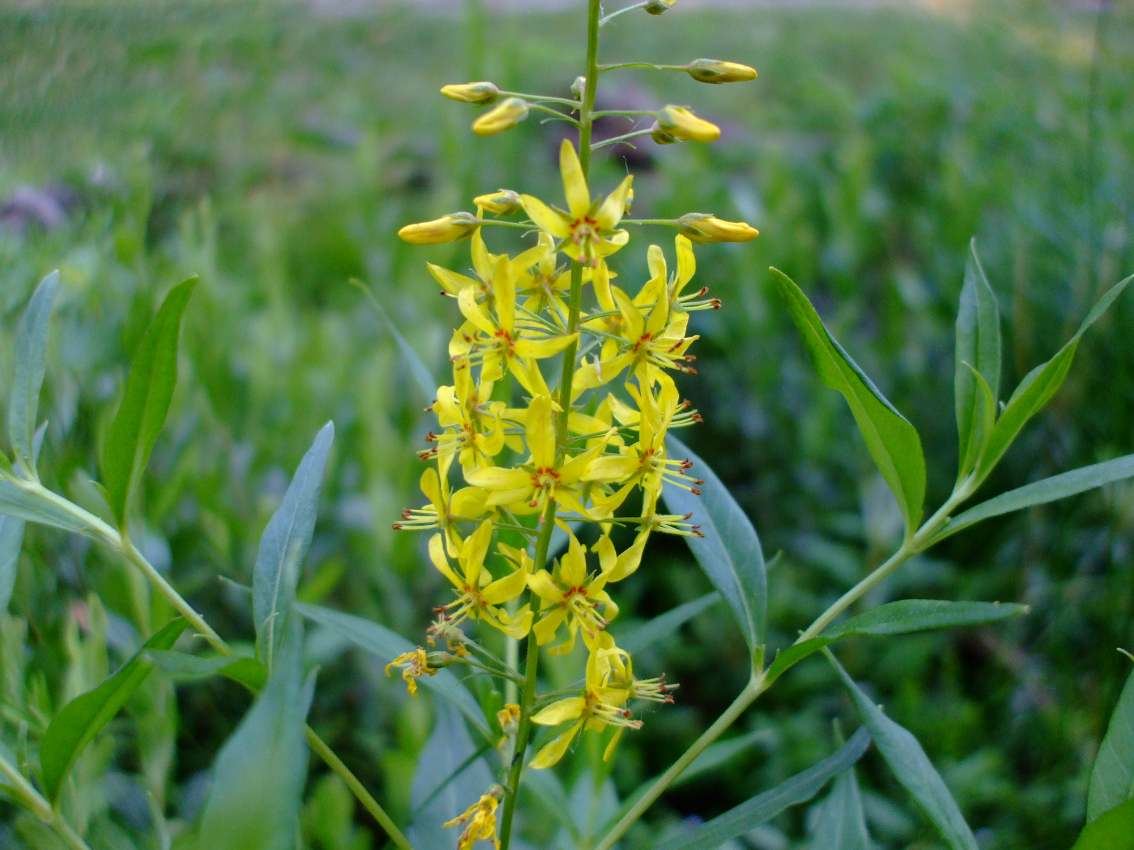 Lysimachia terrestris